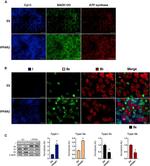 NDUFA9 Antibody in Immunocytochemistry (ICC/IF)