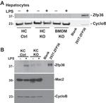 Galectin 3 Antibody in Western Blot (WB)