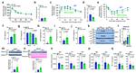 Adiponectin Antibody in Western Blot (WB)