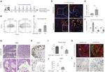 F4/80 Antibody in Immunohistochemistry (IHC)