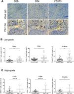 FOXP3 Antibody in Immunohistochemistry (IHC)