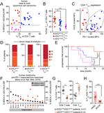 CD3 Antibody in Flow Cytometry (Flow)