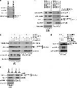 Cullin 2 Antibody in Western Blot (WB)