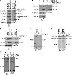 Cullin 2 Antibody in Western Blot (WB)