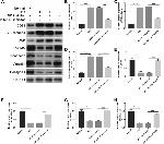 Collagen I Antibody in Western Blot (WB)