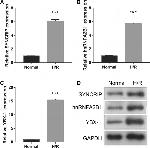 hnRNP A2B1 Antibody in Western Blot (WB)