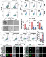 CD166 Antibody in Flow Cytometry (Flow)