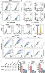 CD166 Antibody in Flow Cytometry (Flow)