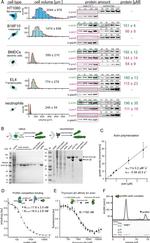 Actin Antibody in Western Blot (WB)