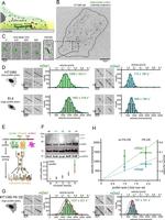 Actin Antibody in Western Blot (WB)