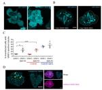 CD3 Antibody in T-Cell Activation (TCA)