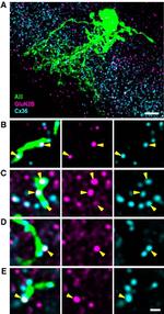 Connexin 36 Antibody in Immunocytochemistry (ICC/IF)