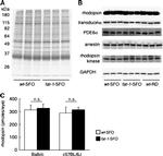 PDE6A Antibody in Western Blot (WB)