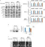 SynGAP Antibody in Western Blot (WB)