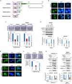 SynGAP Antibody in Western Blot (WB)