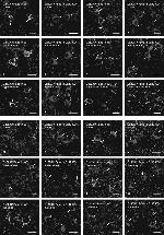 Connexin 32 Antibody in Immunohistochemistry (IHC)