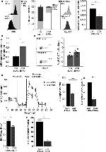 Cortactin Antibody in Flow Cytometry (Flow)