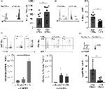 Cortactin Antibody in Flow Cytometry (Flow)