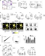 CD14 Antibody in Flow Cytometry (Flow)