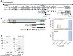 DYKDDDDK Tag Antibody in Western Blot (WB)