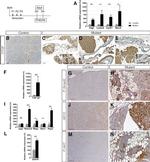 Phospho-SMAD2 (Ser465, Ser467) Antibody in Immunohistochemistry (IHC)