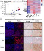 CaV2.1 Antibody in Immunohistochemistry (IHC)