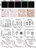 PHF14 Antibody in Immunohistochemistry (IHC)