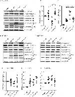 Claudin 1 Antibody in Western Blot (WB)