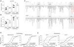 IgM Antibody in Flow Cytometry (Flow)