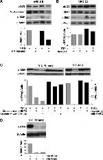 eNOS Antibody in Western Blot (WB)