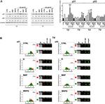 p21 Antibody in Western Blot, Immunohistochemistry, Flow Cytometry (WB, IHC, Flow)