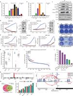 FOXA1 Antibody