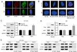 mTOR Antibody in Western Blot, Immunoprecipitation (WB, IP)