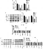 YAP1 Antibody