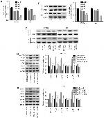 mTOR Antibody in Immunoprecipitation (IP)