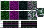 Claudin 3 Antibody in Immunocytochemistry (ICC/IF)