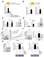 FOXD1 Antibody in ChIP Assay (ChIP)