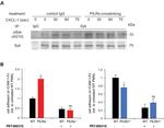 Syk Antibody in Immunoprecipitation (IP)