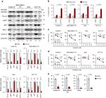 HSP90 alpha Antibody in Western Blot (WB)