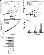 ZO-2 Antibody in Western Blot (WB)