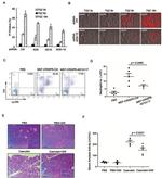 Ly-6G Antibody in Flow Cytometry (Flow)