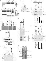 ELMO1 Antibody in Western Blot, Immunoprecipitation (WB, IP)