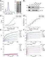 ACADVL Antibody in Western Blot (WB)