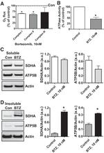 SDHA Antibody in Western Blot (WB)