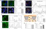 Paxillin Antibody in Immunocytochemistry (ICC/IF)