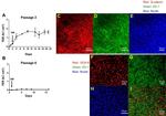 beta Catenin Antibody in Immunocytochemistry (ICC/IF)