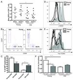 CD28 Antibody in Flow Cytometry (Flow)