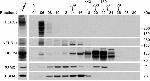 PSMA5 Antibody in Western Blot (WB)