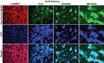 Acetylcholinesterase Antibody in Immunocytochemistry (ICC/IF)