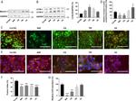 gamma Catenin Antibody in Immunocytochemistry (ICC/IF)